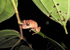 Pristimantis labiosus