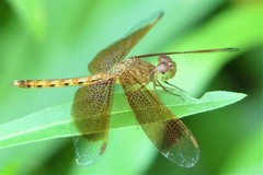 Neurothemis fluctuans