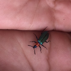 Prionocerus coeruleipennis