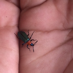 Prionocerus coeruleipennis