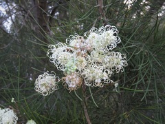 Grevillea pterosperma