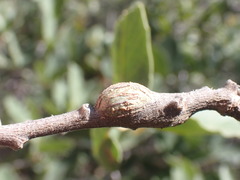 Kermesidae