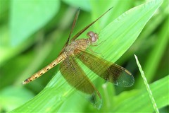 Neurothemis fluctuans