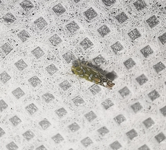 Diceratalebra interrogata