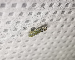 Diceratalebra interrogata