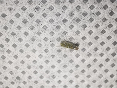 Diceratalebra interrogata