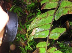 Pristimantis labiosus