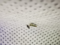 Diceratalebra interrogata