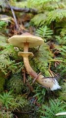 Cystoderma carcharias fallax