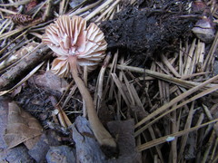 Laccaria laccata pallidifolia