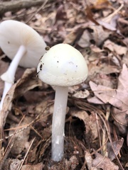Amanita elliptosperma