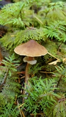 Cystoderma carcharias fallax