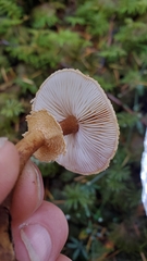 Cystoderma carcharias fallax