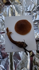 Cystoderma carcharias fallax