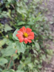 Zinnia peruviana