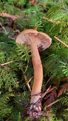 Lactarius luculentus