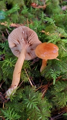 Lactarius luculentus