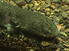 Necturus