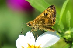 Taractrocera archias