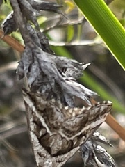 Dichromodes stilbiata