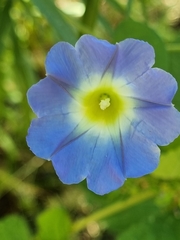 Ipomoea cardiophylla