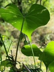 Ipomoea cardiophylla