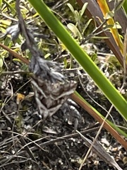 Dichromodes stilbiata