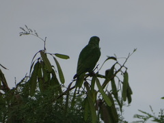 Amazona albifrons