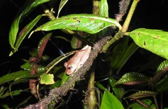 Pristimantis labiosus