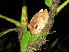Pristimantis labiosus