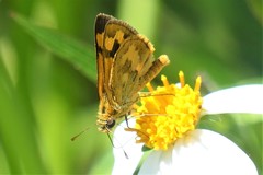 Taractrocera archias