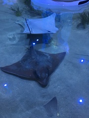 Myliobatis freminvillei