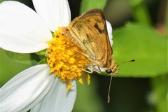 Taractrocera archias