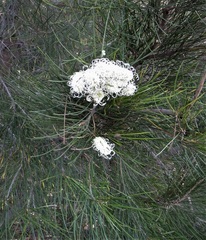 Grevillea pterosperma