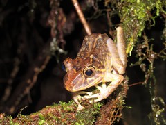 Pristimantis labiosus