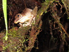 Pristimantis labiosus