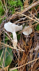 Clitocybe deceptiva