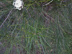 Grevillea pterosperma