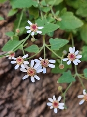 Perityle microcephala