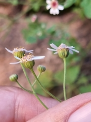 Perityle microcephala