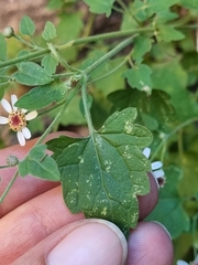 Perityle microcephala