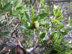 Quercus pringlei