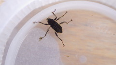 Macronychus glabratus