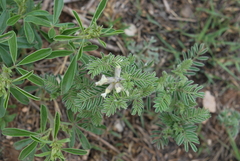 Sophora nuttalliana