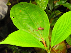 Pristimantis labiosus