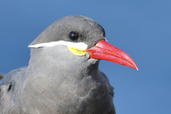 Inca Tern photo 5