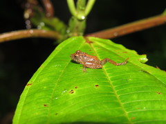 Pristimantis labiosus