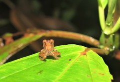 Pristimantis labiosus