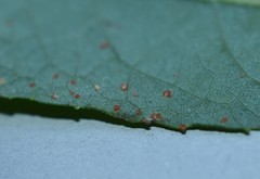 Coleosporium vernoniae