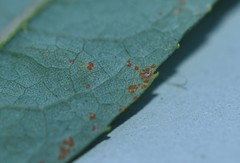 Coleosporium vernoniae